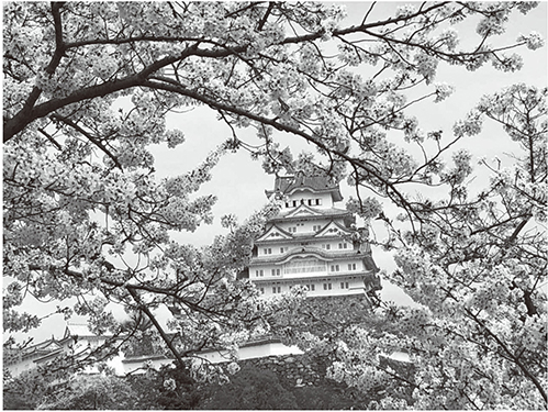 （姫路城の桜）