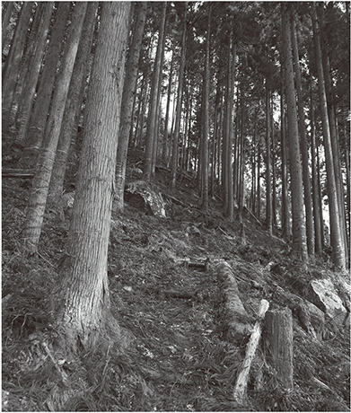 急峻な斜面の朽木越え(写真提供:高島市役所)