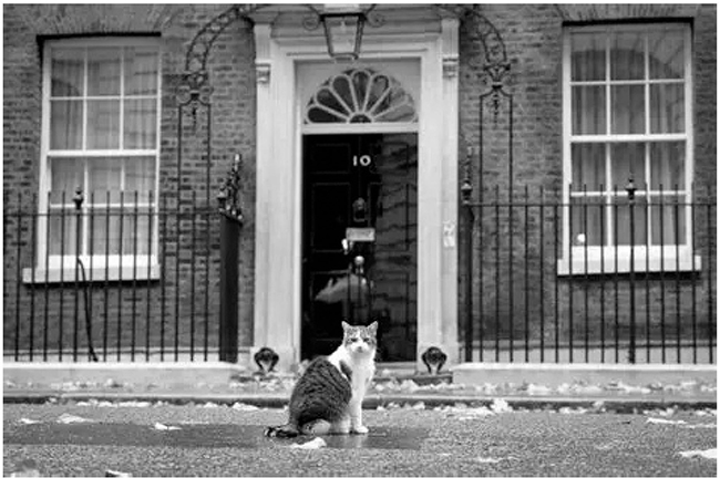 写真4 首相官邸ネズミ捕獲長の猫のラリー